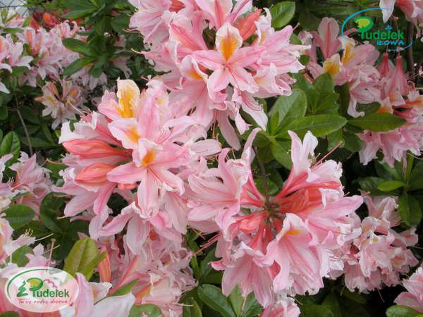 Azalia Soir de Paris